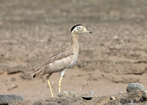 Peruvian Thick-Knee in exeriscape--5622