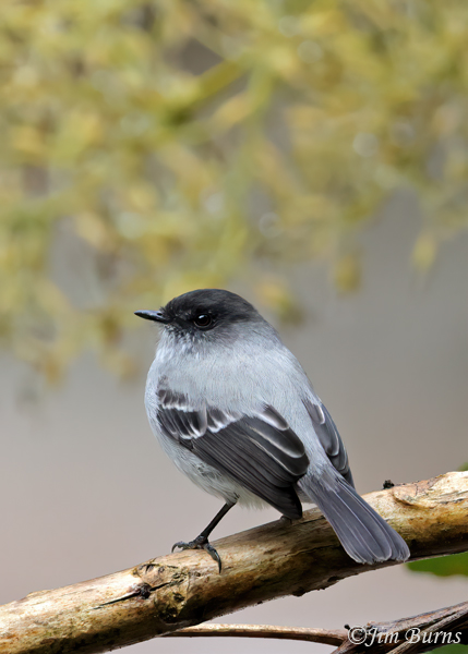 Torrent Tyrannulet perched over river--5194