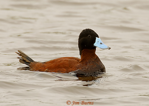 Andean Duck male--6865