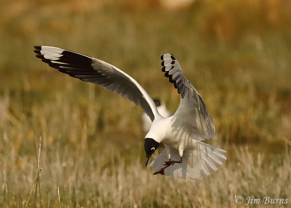 Andean Gull landing--6947