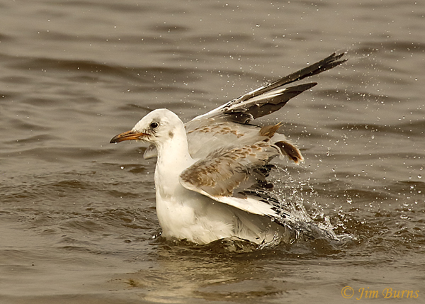 Gray-hooded Gull, first year, bathing--6797