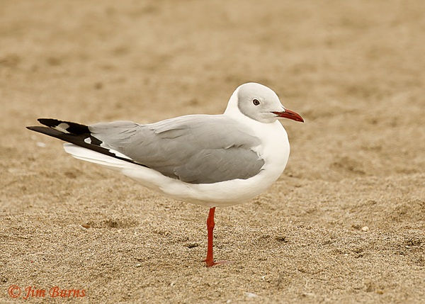 Gray-hooded Gull adult, alternate plumage--6871