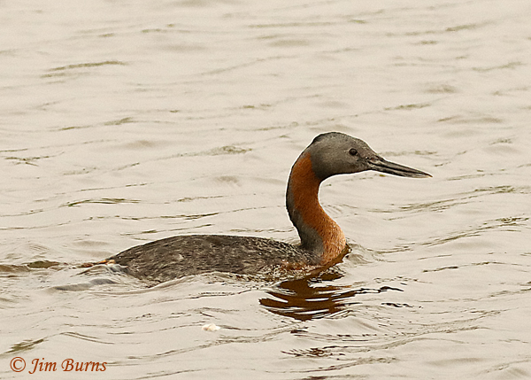 Great Grebe adult #2--6926