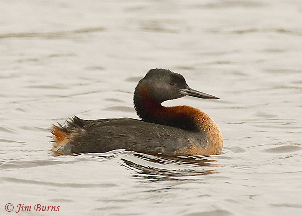 Great Grebe adult--6931