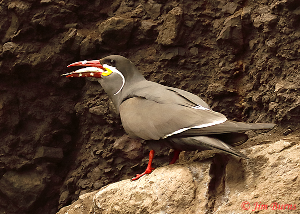 Inca Tern with fish--6622