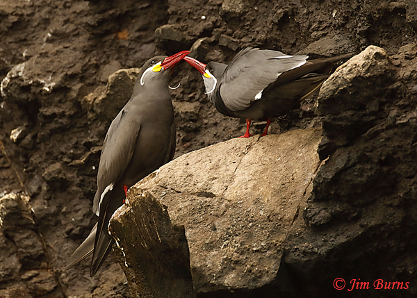 Inca Tern pair in courtship display--6635