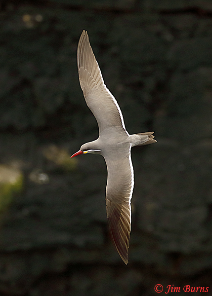 Inca Tern in flight dorsal view--6700
