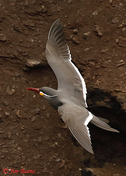 Inca Tern flight cross cliff face--6729