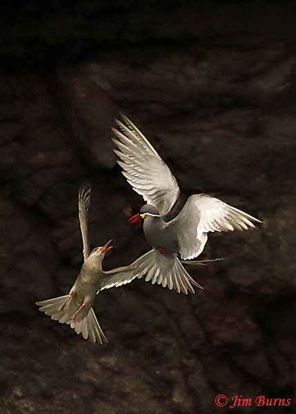 Inca Terns squabbling, first year bird below--6761