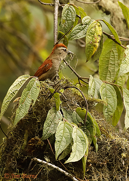 Line-cheeked-Spinetail-7058
