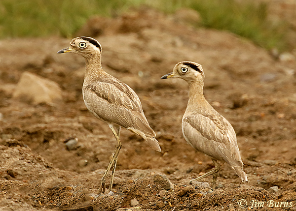 Peruvian Thick-Knee pair, male on left--6586