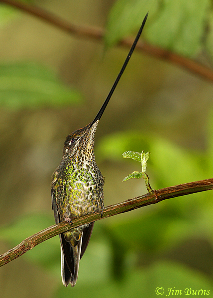 Sword-billed Hummingbird female--9884