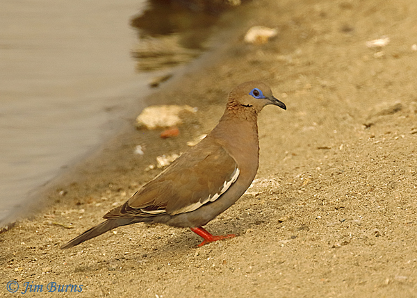 West Peruvian Dove--6807