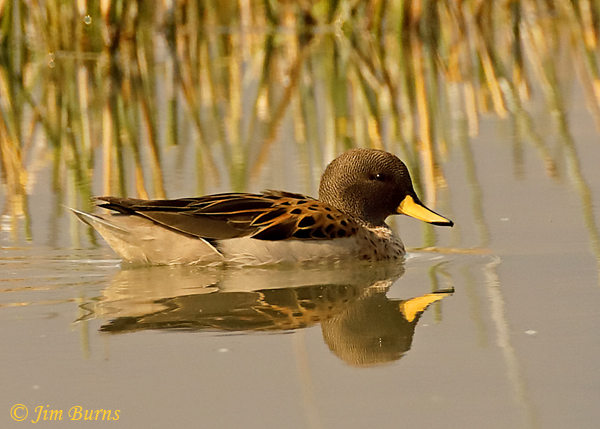 Yellow-billed Teal--6958