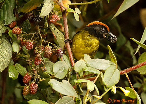 Yellow-breasted Brush-Finch--7115