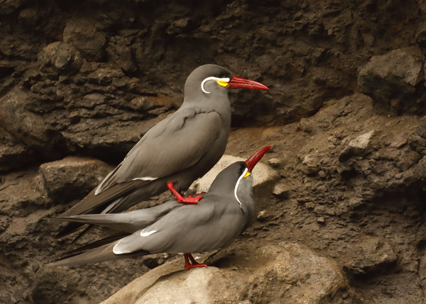 Inca Terns copulating--6664