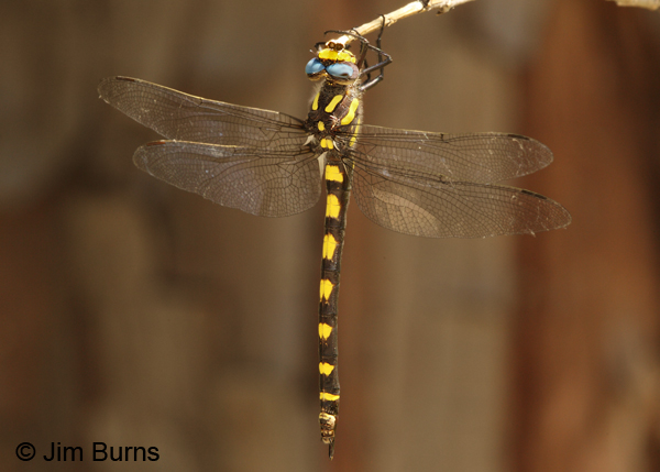 Pacific Spiketail female, Josephine Co., OR, June 2013