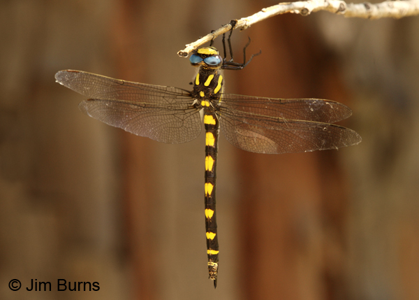 Pacific Spiketail female dorsal view, Josephine Co., OR, June 2013