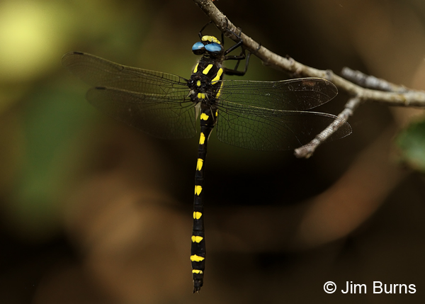 Pacific Spiketail male hanging up in shade, Jackson Co., OR, July 2013