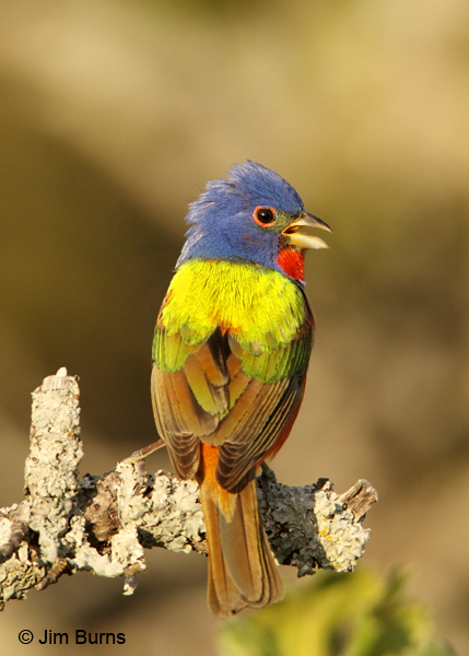 Painted Bunting male dorsal view