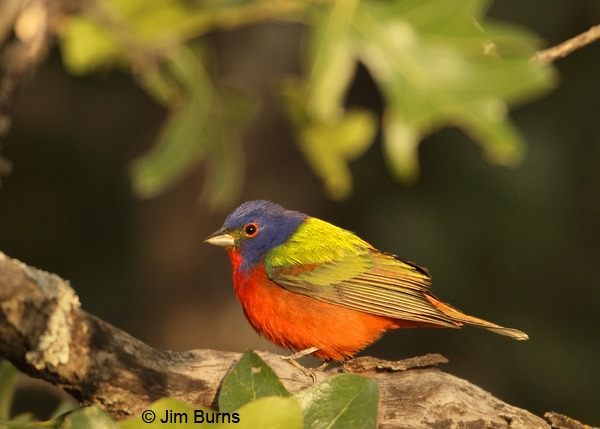 Painted Bunting male in greenery