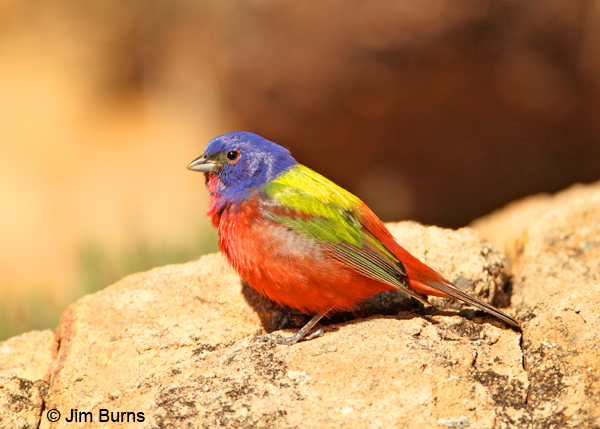 Painted Bunting male on rock