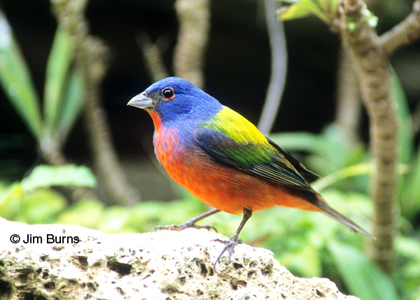 Painted Bunting male #2
