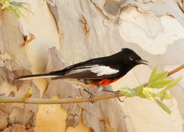 Painted Redstart calling in Sycamore--2694.tif