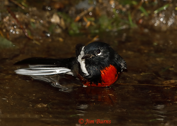 Painted Redstart bathing sequence #3--5619