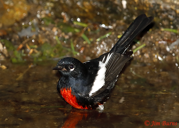 Painted Redstart bathing sequence #2--5699