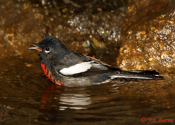 Painted Redstart bathing sequence #1--6020