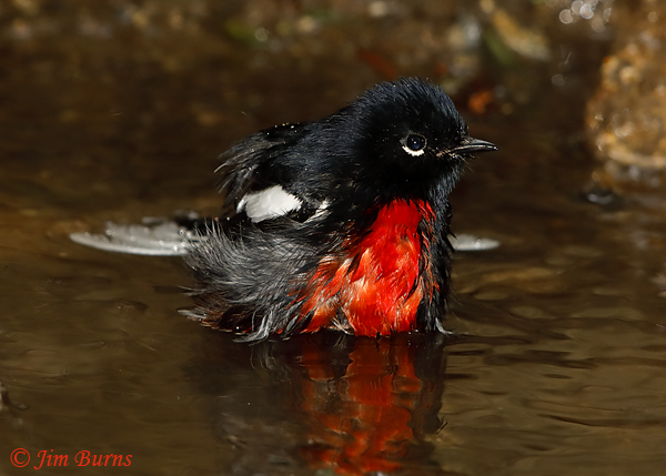 Painted Redstart bathing sequence #4--6141