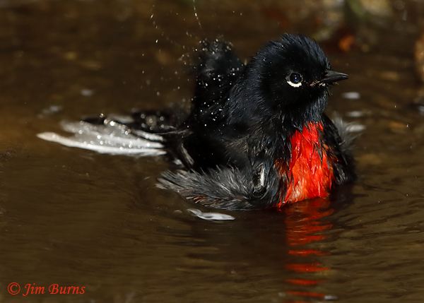 Painted Redstart bathing sequence #5--6143