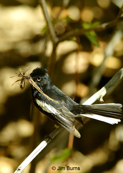 Painted Redstart with nesting material