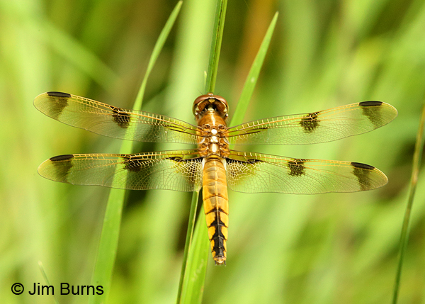 Painted Skimmer female dorsal view, Huntingdon Co., PA, June 2015