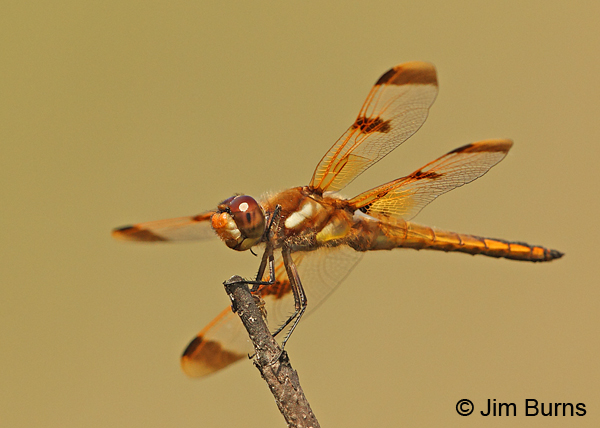 Painted Skimmer male, Chesterfield Co., SC, May 2014