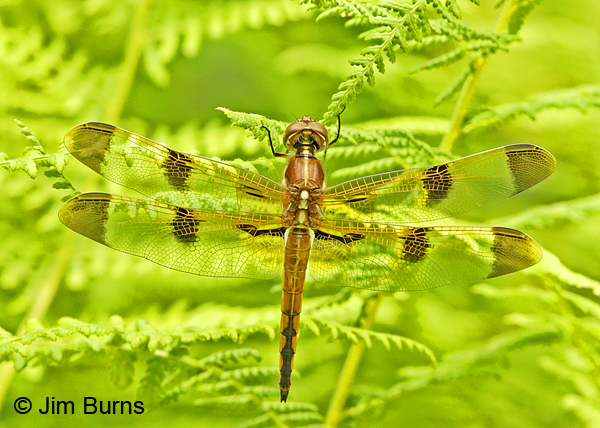 Painted Skimmer male, Huntingdon Co., PA, June 2015