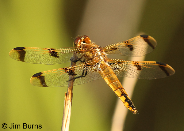 Painted Skimmer male dorsal view, Chesterfield Co., SC, May 2014