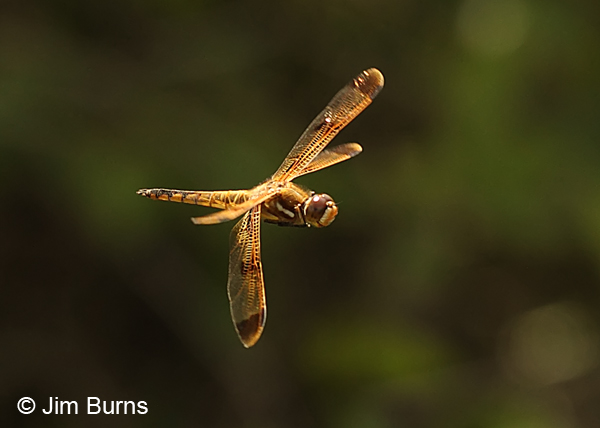 Painted Skimmer male in flight #2, Chesterfield Co., SC, May 2014
