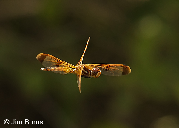 Painted Skimmer male in flight, Chesterfield Co., SC, May 2014