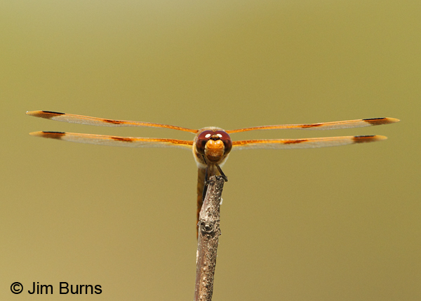 Painted Skimmer male parallel wings, Chesterfield Co., SC, May 2014