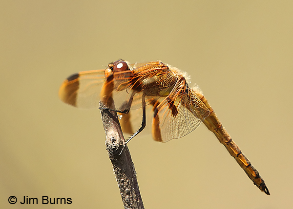 Painted Skimmer male wing spots, Chesterfield Co., SC, May 2014