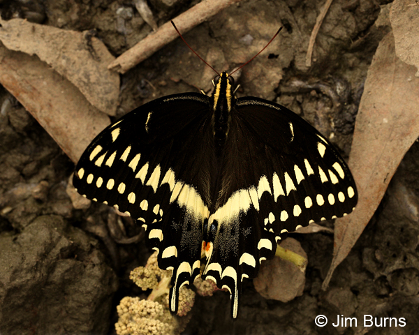Palamedes Swallowtail, Texas