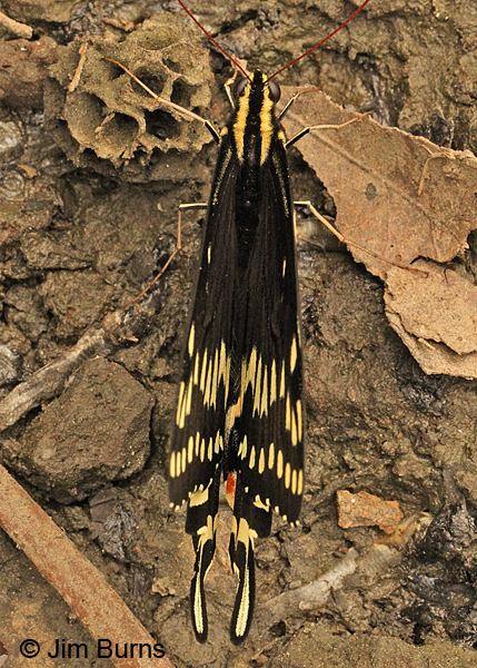 Palamedes Swallowtail wings folded, Texas