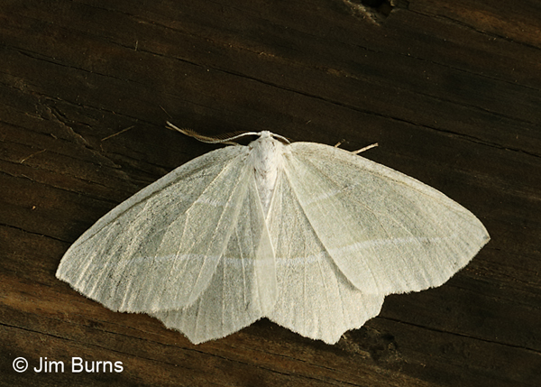 Pale Beauty Moth, Arizona