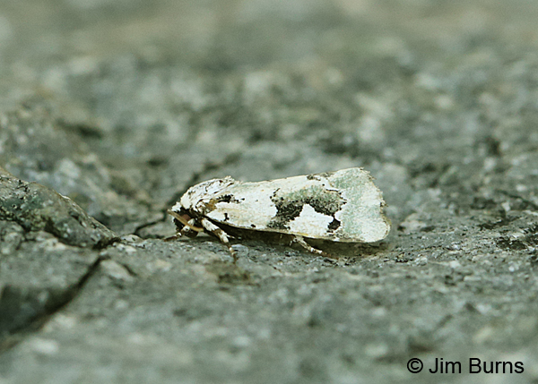 Pale Emarginea Moth, Arizona