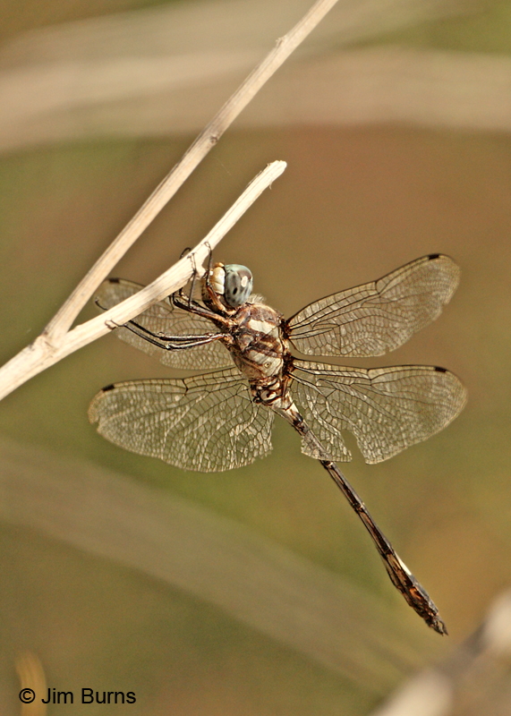 Pale-faced Clubskimmer male profile, Graham Co., AZ, October 2011