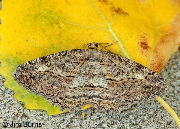 Pale-marked Angle Moth, Oregon