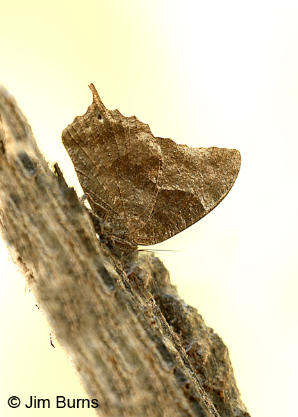 Pale-spotted Leafwing, Texas