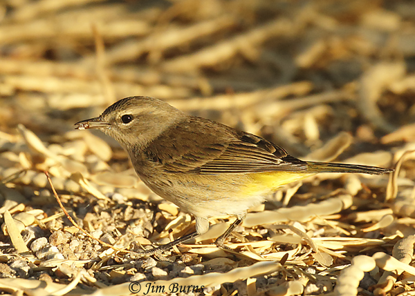 Palm Warbler, gleaning on the ground, with spider--7249